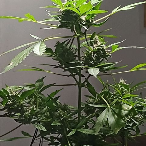 Auto Critical +2 XXL growlog timeline photo