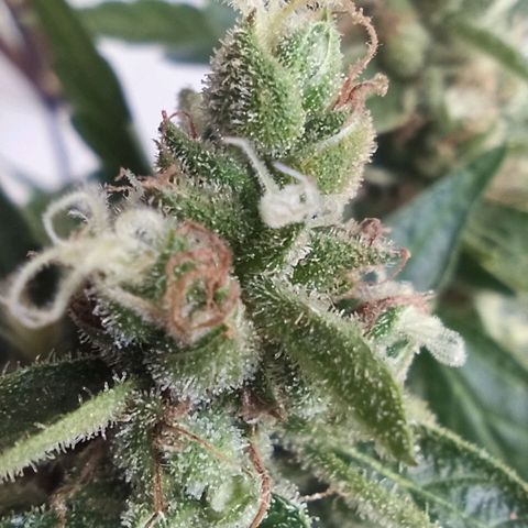 Auto Critical +2 XXL growlog timeline photo