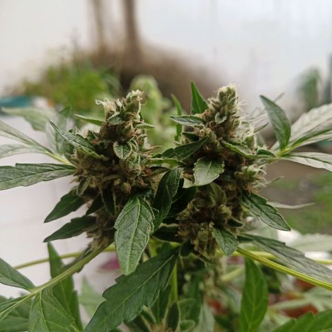 Auto Critical +2 XXL growlog timeline photo