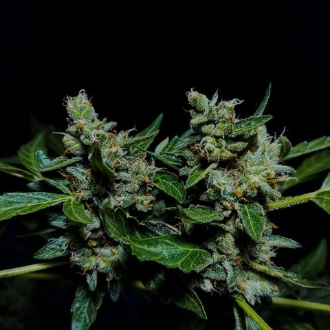 Auto Critical +2 XXL growlog timeline photo