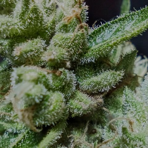 Auto Critical +2 XXL growlog timeline photo