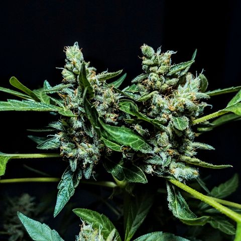 Auto Critical +2 XXL growlog timeline photo