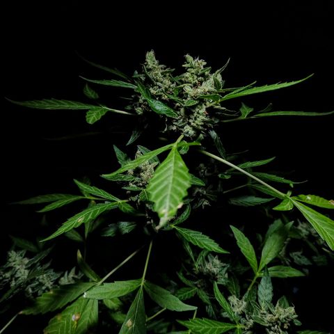 Auto Critical +2 XXL growlog timeline photo