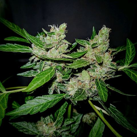 Auto Critical +2 XXL growlog timeline photo