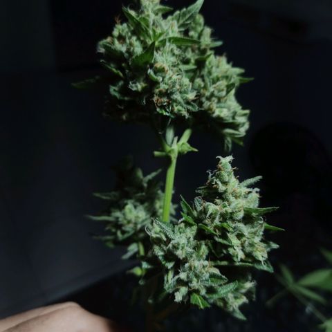 Auto Critical +2 XXL growlog photo: Colheita das flores superiores