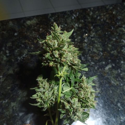 Auto Critical +2 XXL growlog photo: Colheita das flores superiores