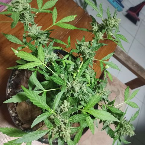 Auto Critical +2 XXL growlog photo: Colheita das flores superiores