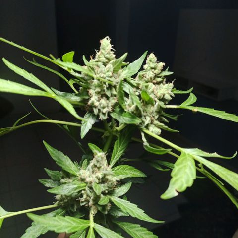 Auto Critical +2 XXL growlog photo: Colheita das flores superiores