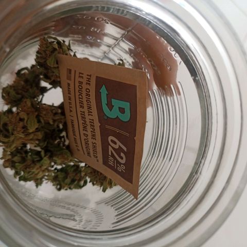 Auto Critical +2 XXL growlog timeline photo