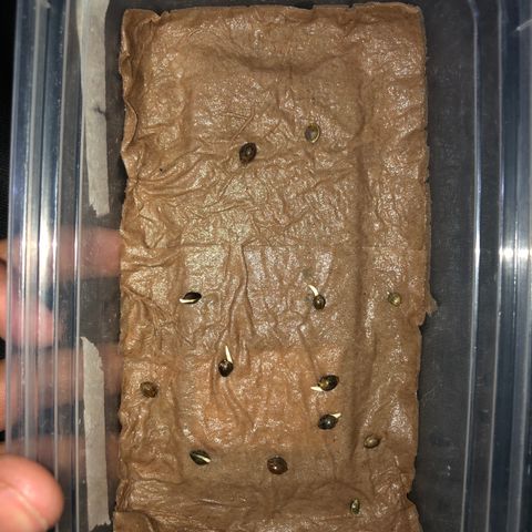 Lemon #2 growlog timeline photo