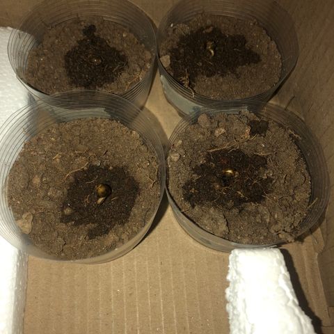 Lemon #2 growlog timeline photo