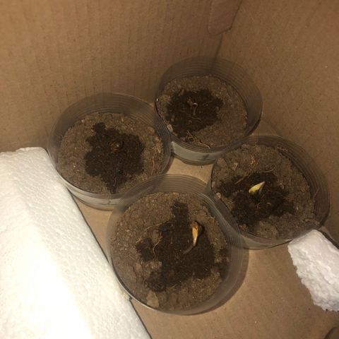 Lemon #2 growlog timeline photo