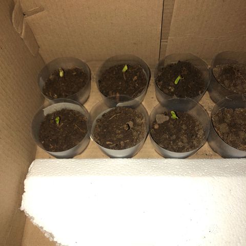 Lemon #2 growlog timeline photo