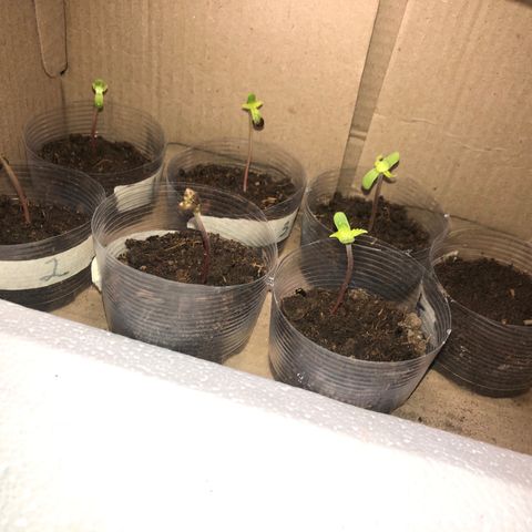 Lemon #2 growlog timeline photo