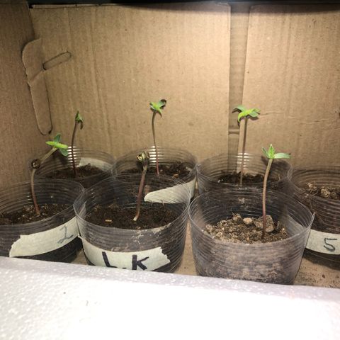 Lemon #2 growlog timeline photo