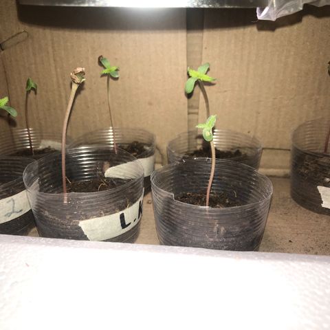 Lemon #2 growlog timeline photo