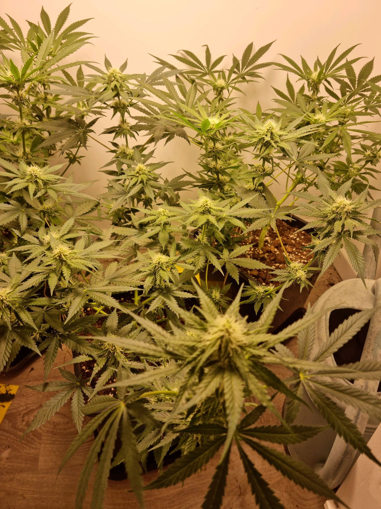 OG Kush #1 growlog header