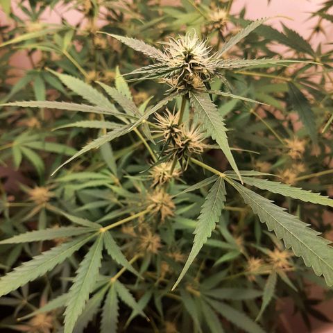 Quick Gorilla growlog timeline photo