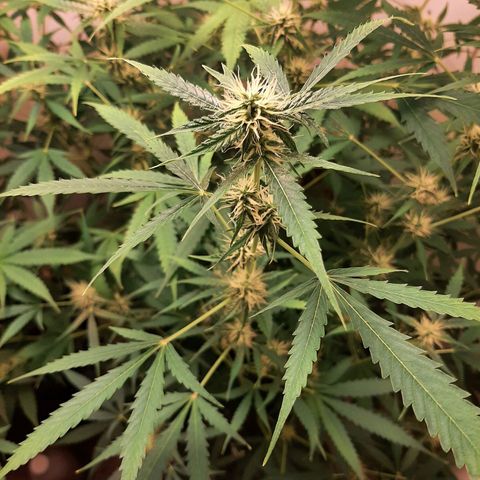 Quick Gorilla growlog timeline photo