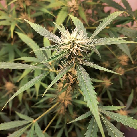 Quick Gorilla growlog timeline photo