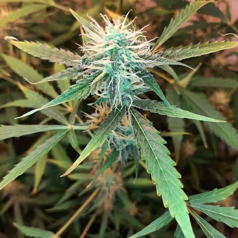 Quick Gorilla growlog timeline photo