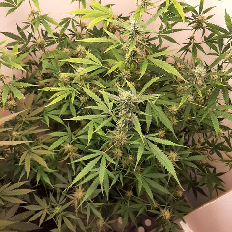 Quick Gorilla growlog timeline photo