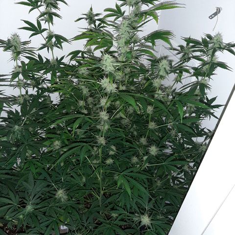 Quick Gorilla growlog timeline photo