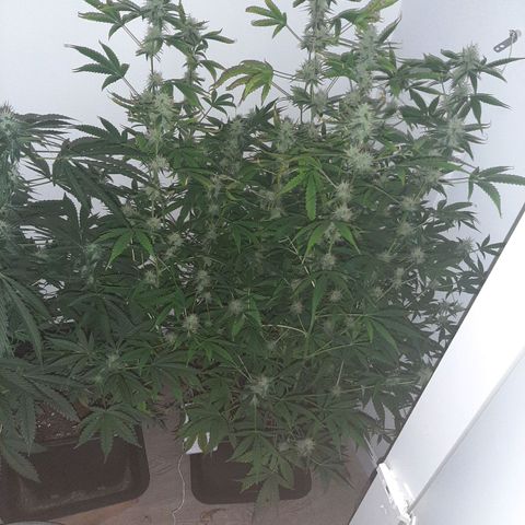 Quick Gorilla growlog timeline photo