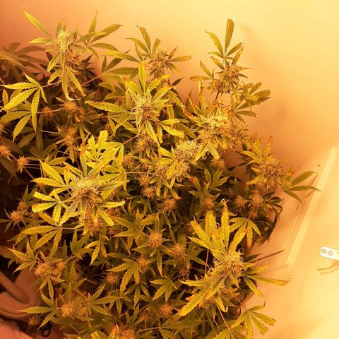 Quick Gorilla growlog timeline photo