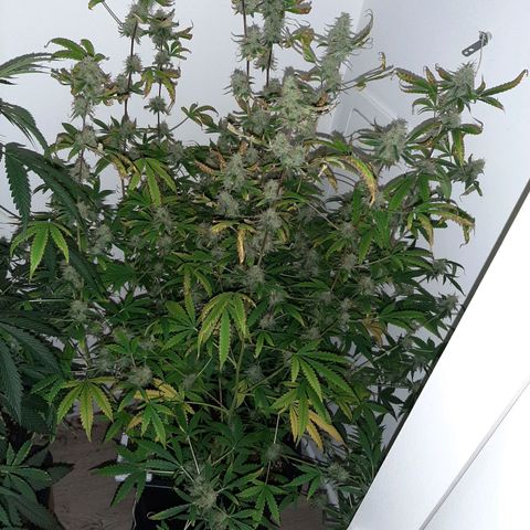 Quick Gorilla growlog timeline photo