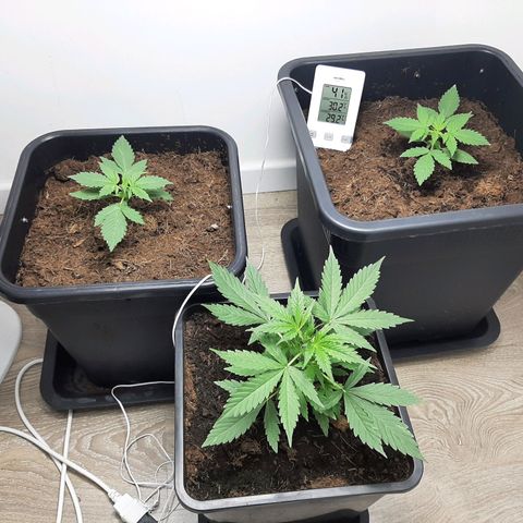 Dos Si Dos Auto growlog timeline photo
