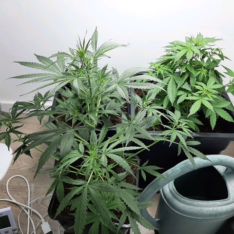 Dos Si Dos Auto growlog timeline photo