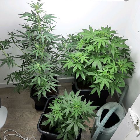 Dos Si Dos Auto growlog timeline photo