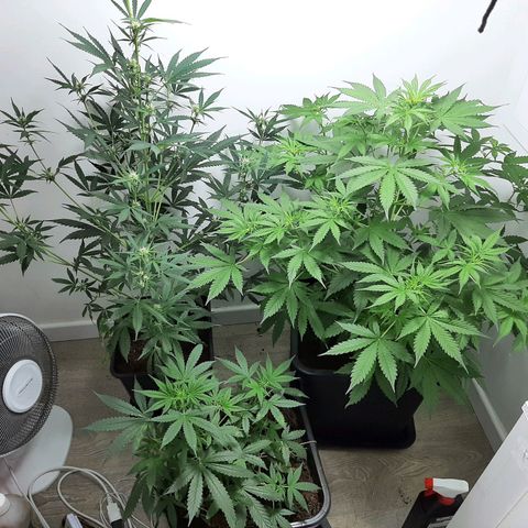Dos Si Dos Auto growlog timeline photo