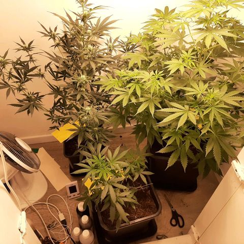 Dos Si Dos Auto growlog timeline photo