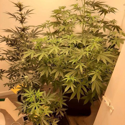 Dos Si Dos Auto growlog timeline photo
