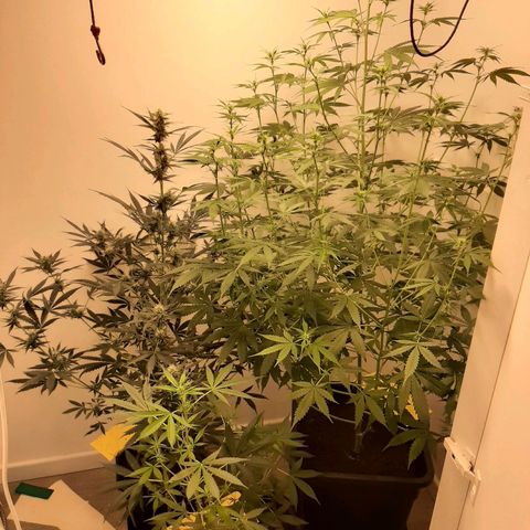 Dos Si Dos Auto growlog timeline photo