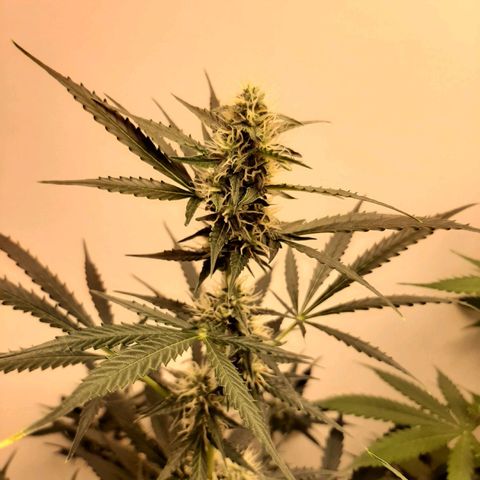 Dos Si Dos Auto growlog timeline photo