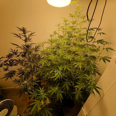Dos Si Dos Auto growlog timeline photo