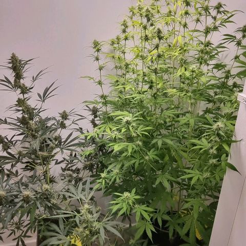 Dos Si Dos Auto growlog timeline photo