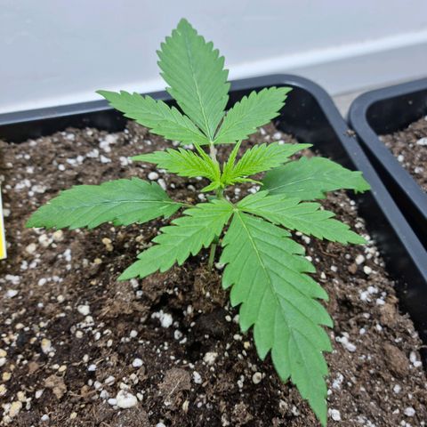 OG Kush #1 growlog photo