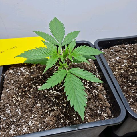 OG Kush #1 growlog photo