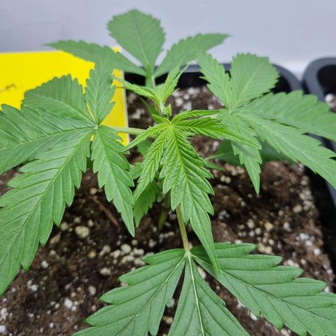 OG Kush #1 growlog photo