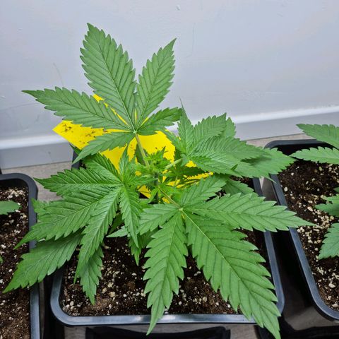 OG Kush #1 growlog photo