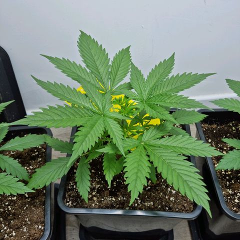 OG Kush #1 growlog photo