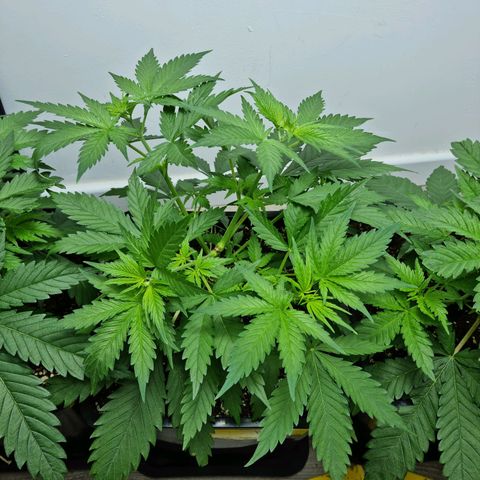 OG Kush #1 growlog timeline photo