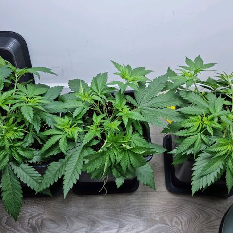 OG Kush #1 growlog timeline photo