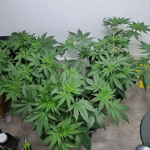OG Kush #1 growlog timeline photo