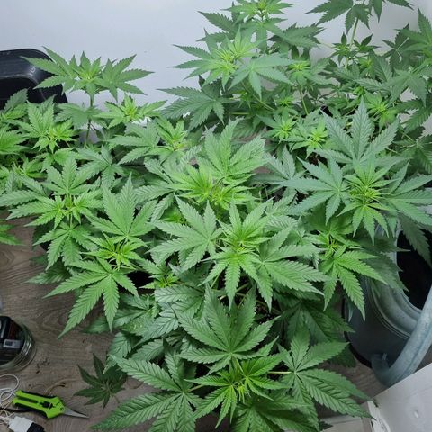 OG Kush #1 growlog timeline photo