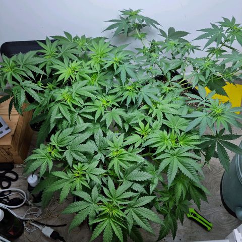 OG Kush #1 growlog timeline photo